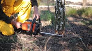 How Our Tree Care Process Works  in  Pembroke, VA